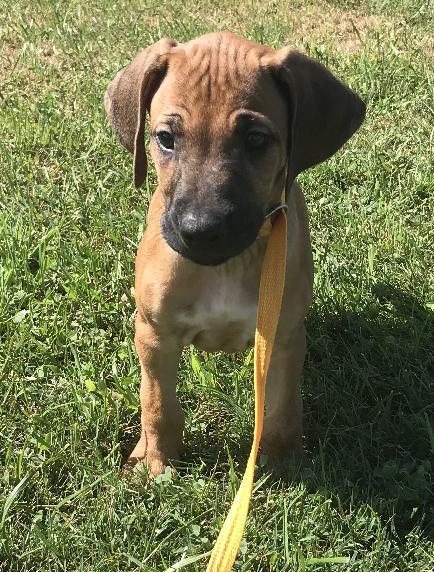 Kushinda Rhodesian Ridgebacks